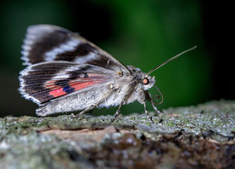 Das Weidenkarmin (Catocala electa)