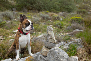 Funny hiker, Boston terrier in the mountains next to the cairn