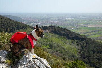 Funny  hiker , Boston terrier  with a backpack on top of a mountain looks into the distance