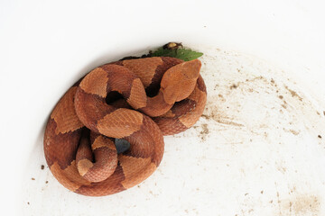 Venomous Copperhead snake closeup for dangerous reptile.