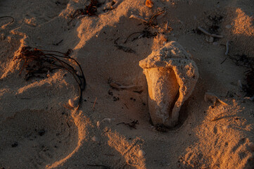 Seashells on the beach at sunset