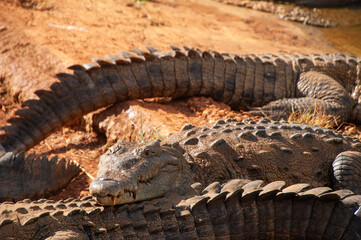 Crocodiles