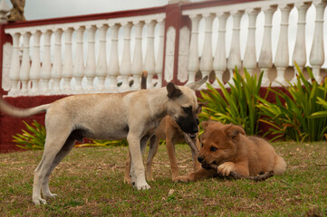 Puppies playing
