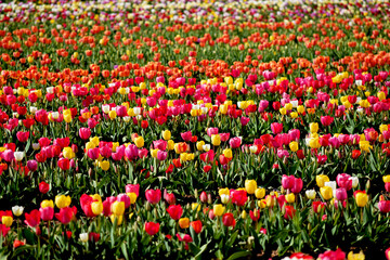 Tulip Field