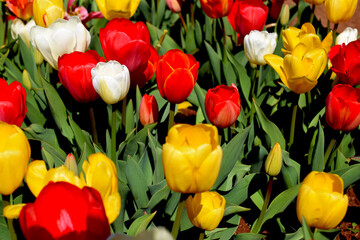 Close Up Tulips in Field