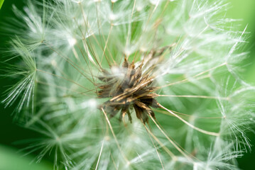 Macro closeup of dandelion gone to seed