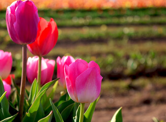 Tulip Close Up