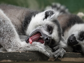 Sleeping pair of ring-tailed lemur or lemur catta. Grey fluffy animals have a nap on wooden plank. - 498837226