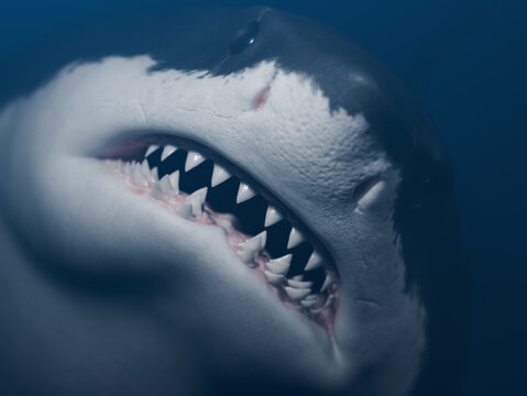 Great white shark front view close-up photo. horizontal composition no clipping path.
