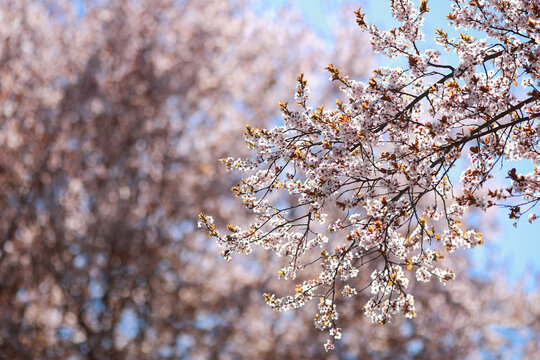 Blooming spring pink apple tree branch on the right in the photo close up on a background of blurred flowering tree.