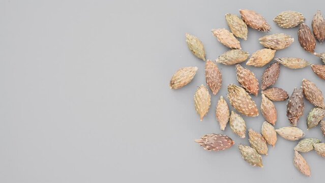 top pan herb CangErZi or Xanthii Fructus or Siberian Cocklebur Fruit