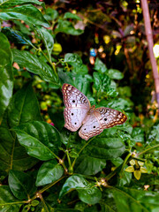 butterfly in the garden