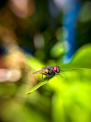 dragonfly on a leaf