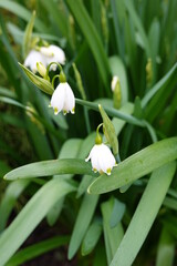 Leucojum aestivum, commonly called summer snowflake or Loddon lily (see River Loddon), is a plant species widely cultivated as an ornamental.