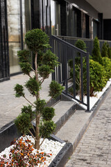 Luxurious landscaping near a modern house. Thuja and small bushes in a white fireplace near the sidewalk on a background of metal railings.