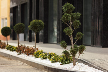 Fototapeta na wymiar Luxurious landscaping near a modern house. Thuja and bushes were planted near the sidewalk.