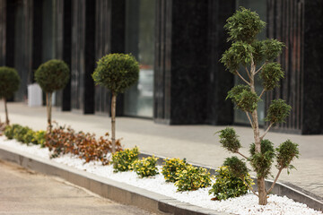 Luxurious landscaping near a modern house. Thuja and bushes were planted near the sidewalk.