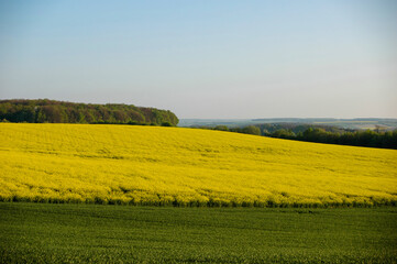 A Blooming Rapeseed Field