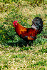 Kaua'i Rooster