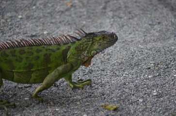 iguana 