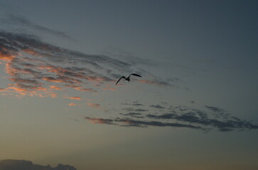 bird in sky