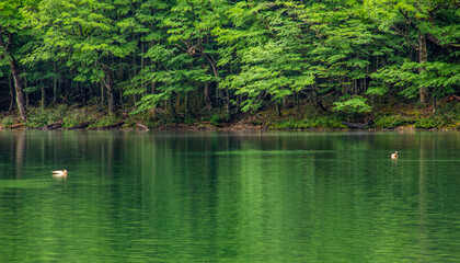 swan on the lake