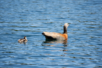 goose on the water