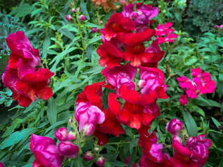 red and pink flowers in the garden
