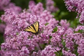 butterfly on flower