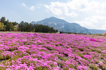 羊山公園の芝桜