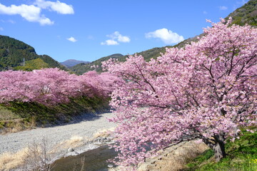 伊豆　河津町の満開の河津桜