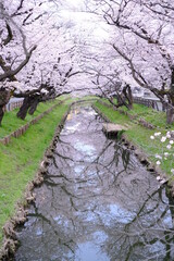 春の小江戸川越　新河岸川沿いの満開の桜