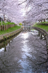 Fototapeta na wymiar 春の小江戸川越　新河岸川沿いの満開の桜