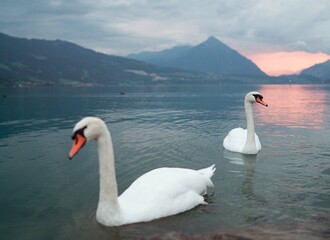 swans on lake