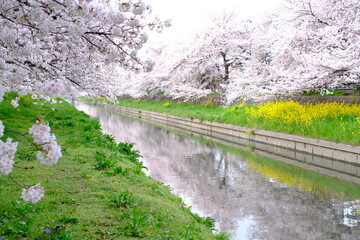春の小江戸川越　新河岸川沿いの満開の桜