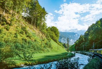 river in the forest