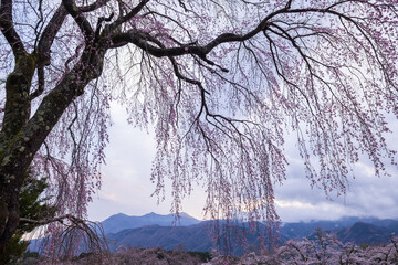 枝垂桜