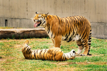 Tigre de bengala. Tigre mama. Tigre hijo. Cria de tigre. Tigre hembra.