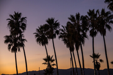 The Palms of SoCal