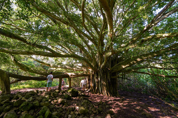 Giant banyan tree on the Pipiwai Trail in the Haleakala National Park on the road to Hana, east of...