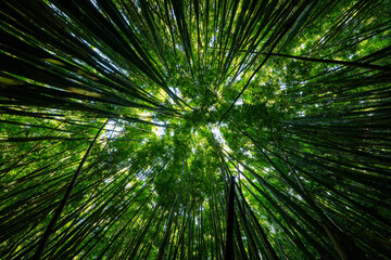 Low angle view of the bamboo forest of the Pipiwai Trail in the Haleakala National Park on the road to Hana, east of Maui island, Hawaii, United States