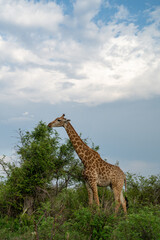 Giraffe in South Africa