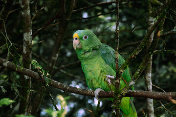 parrot perched on a tree branch