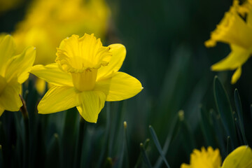 Bright yellow spring flowers of daffodil. Close-up. Selective focus.