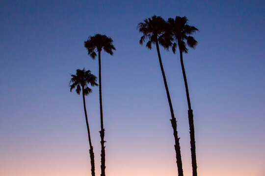The Palms of LA