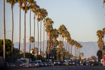 The Palms of LA