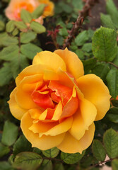 Yellow rose in garden