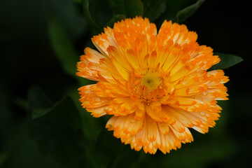 A bright orange flower of the Marigold, this lovely flower is also know as the calendula officinalis L