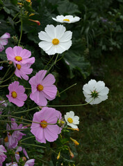 A bright display of the Garden cosmos , this wild flower has bright pink and white flowers