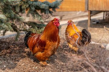 A beautiful rooster standing on the grass on a blurred green nature background. Rooster of the zodiac year. Year of the rooster.